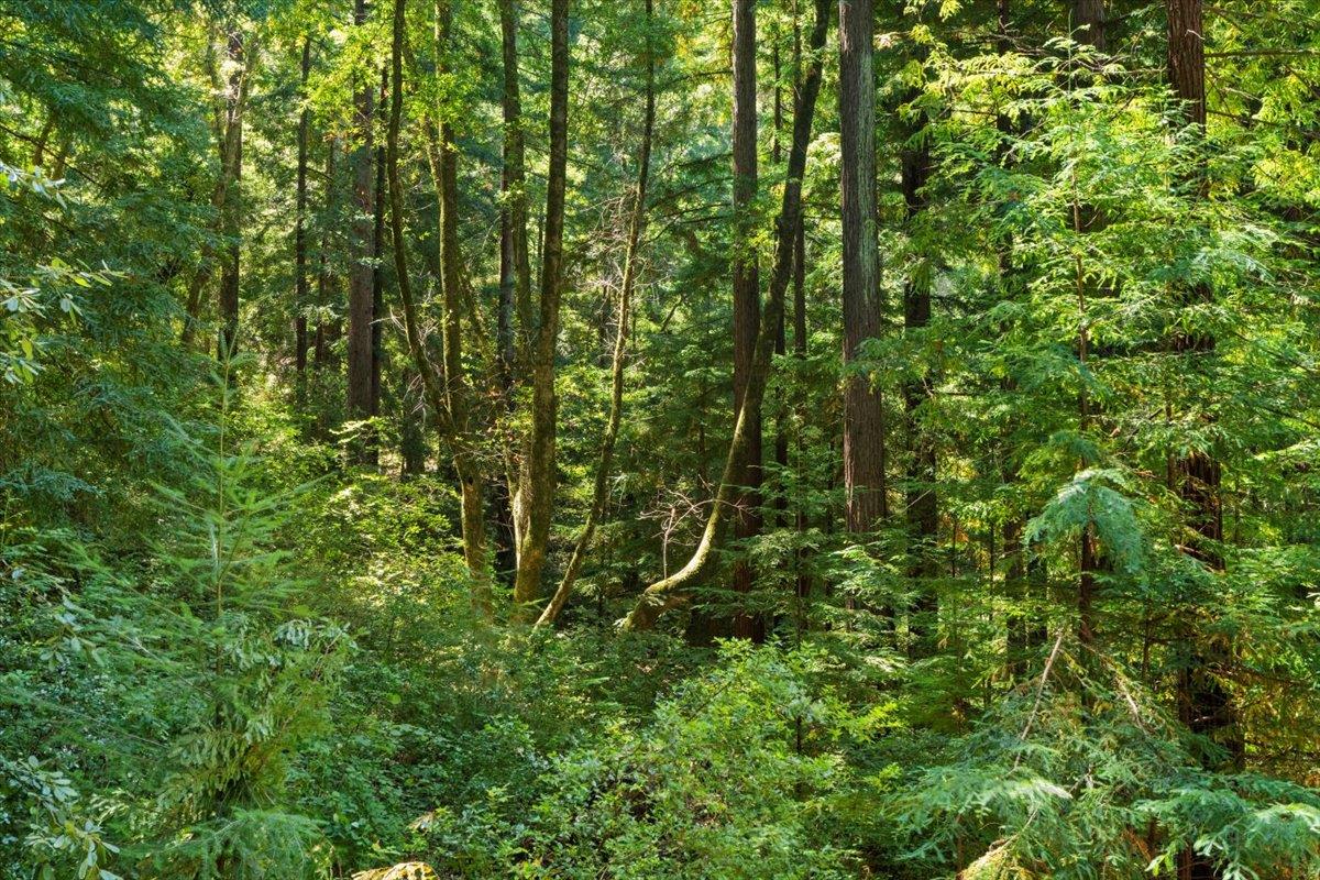 0 Hoover Road Soquel, CA 95073 - Photo 17 of 40 Gallery Image 17