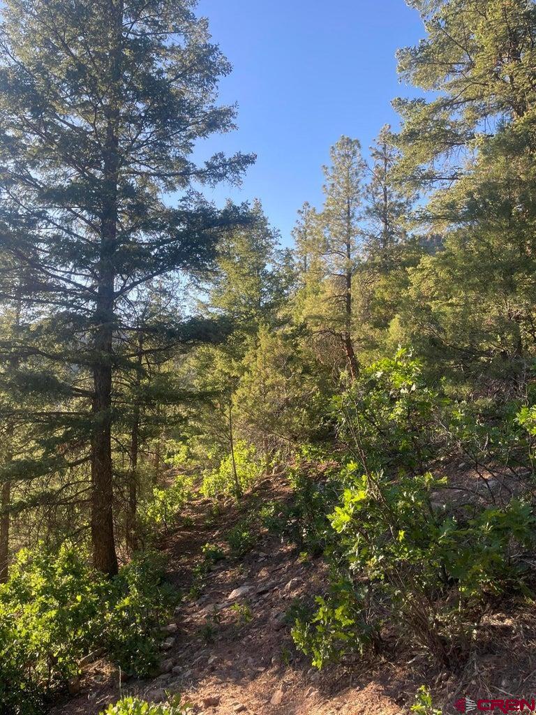 58p 58P Road Placerville, CO 81430 - Photo 30 of 34 a view of a yard with plants and trees