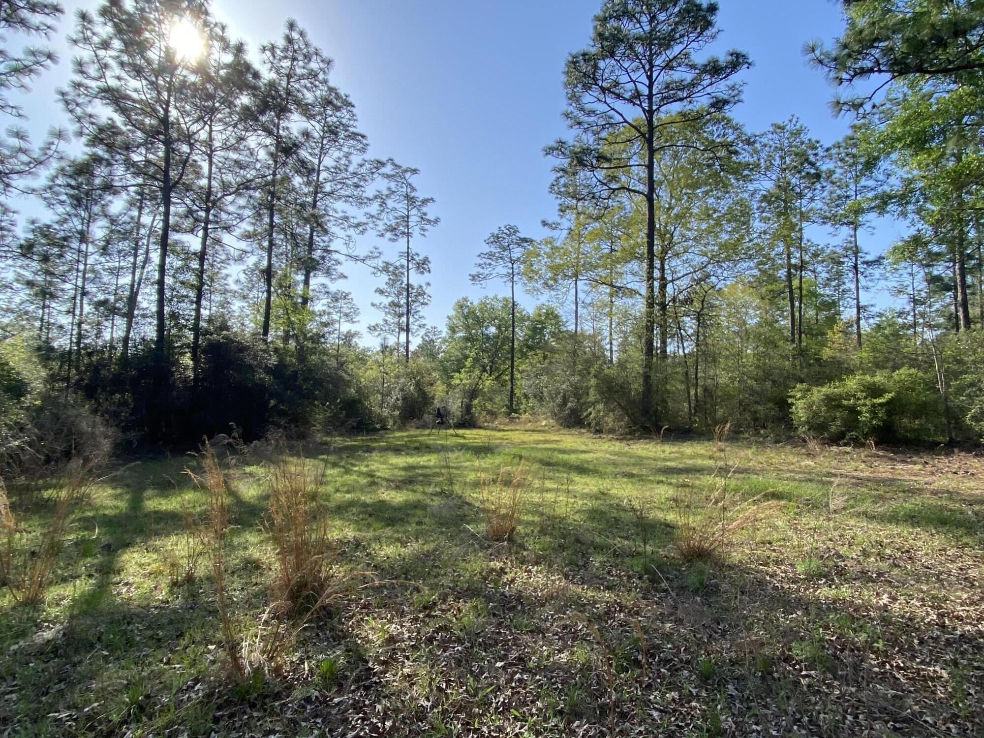 44-acres Sherman Kennedy Road Baker, FL 32531 - Photo 3 of 7 IMG_0593