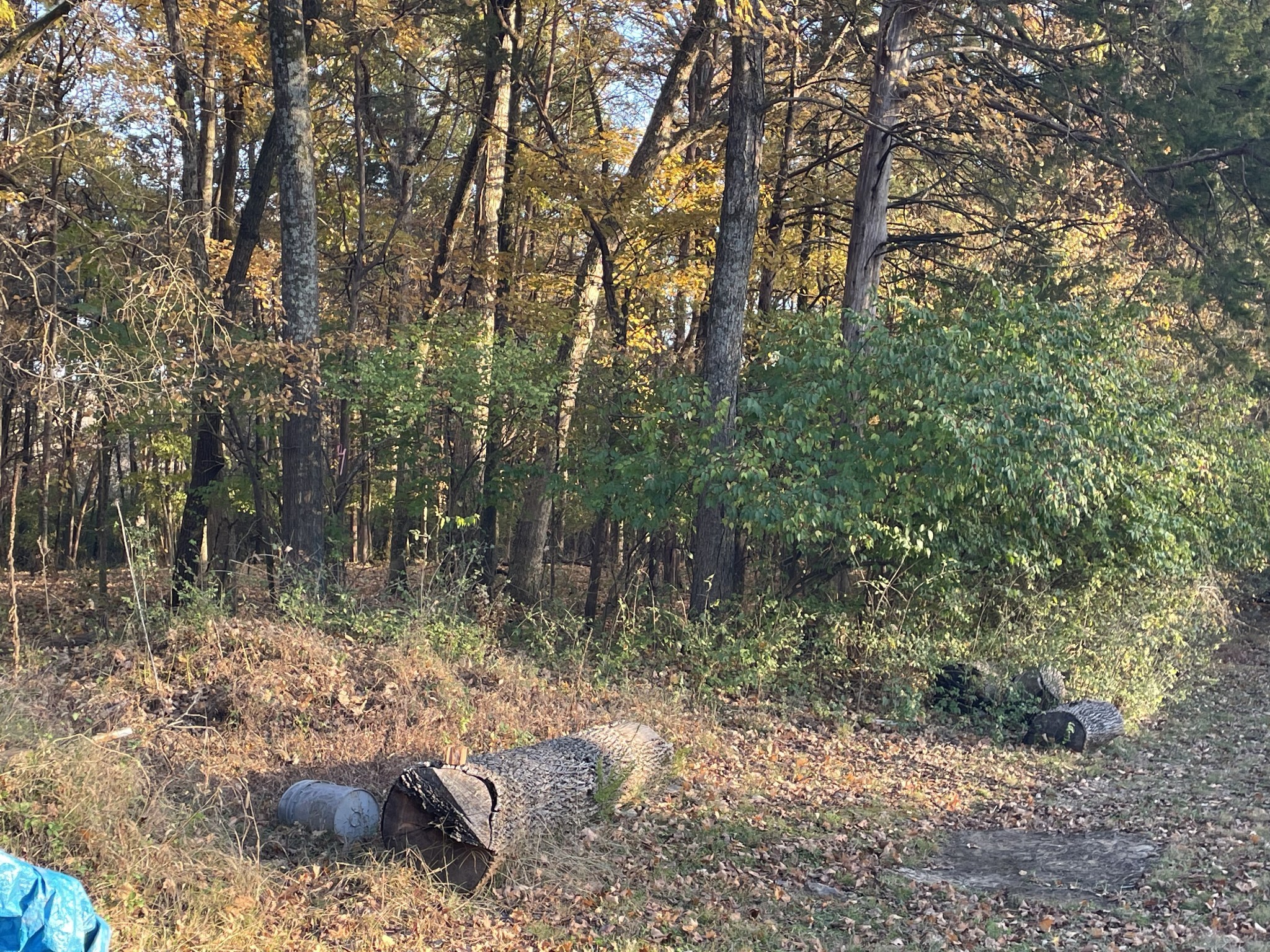 0 Pawnee Trail Madison, TN 37115 - Photo 5 of 13 a view of a forest with trees