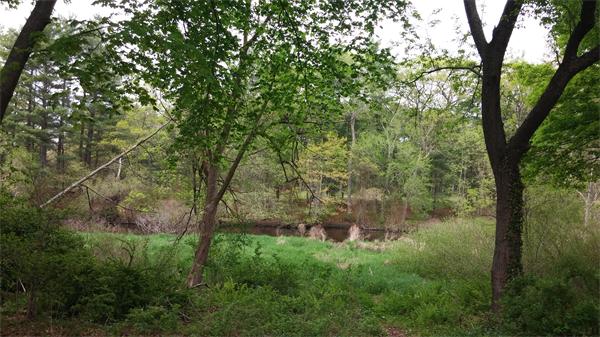 19 Boulevard Road Wellesley, MA 02481 - Photo 5 of 9