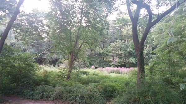 19 Boulevard Road Wellesley, MA 02481 - Photo 7 of 9