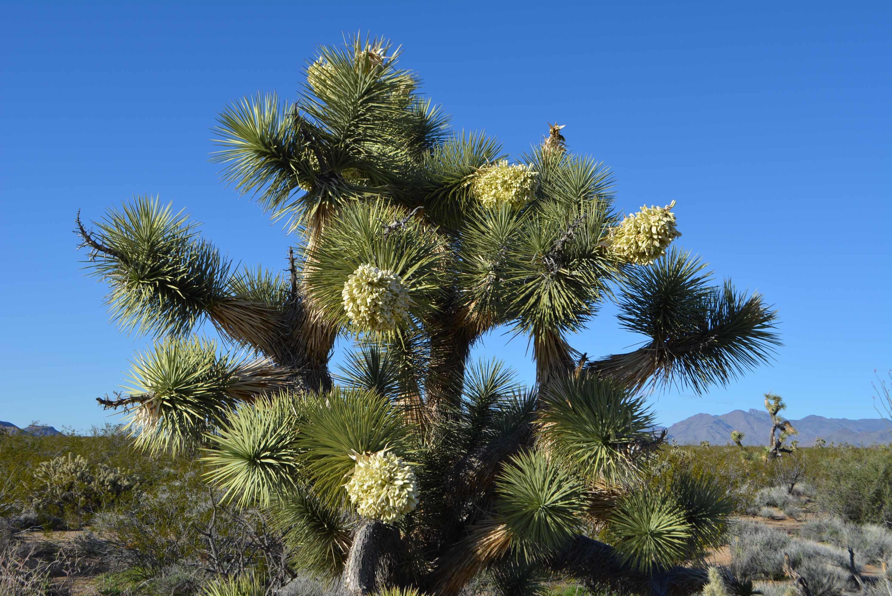 Lot 710 South Billy The Kid Road Yucca, AZ 86438 - Photo 16 of 19 DSC_0731