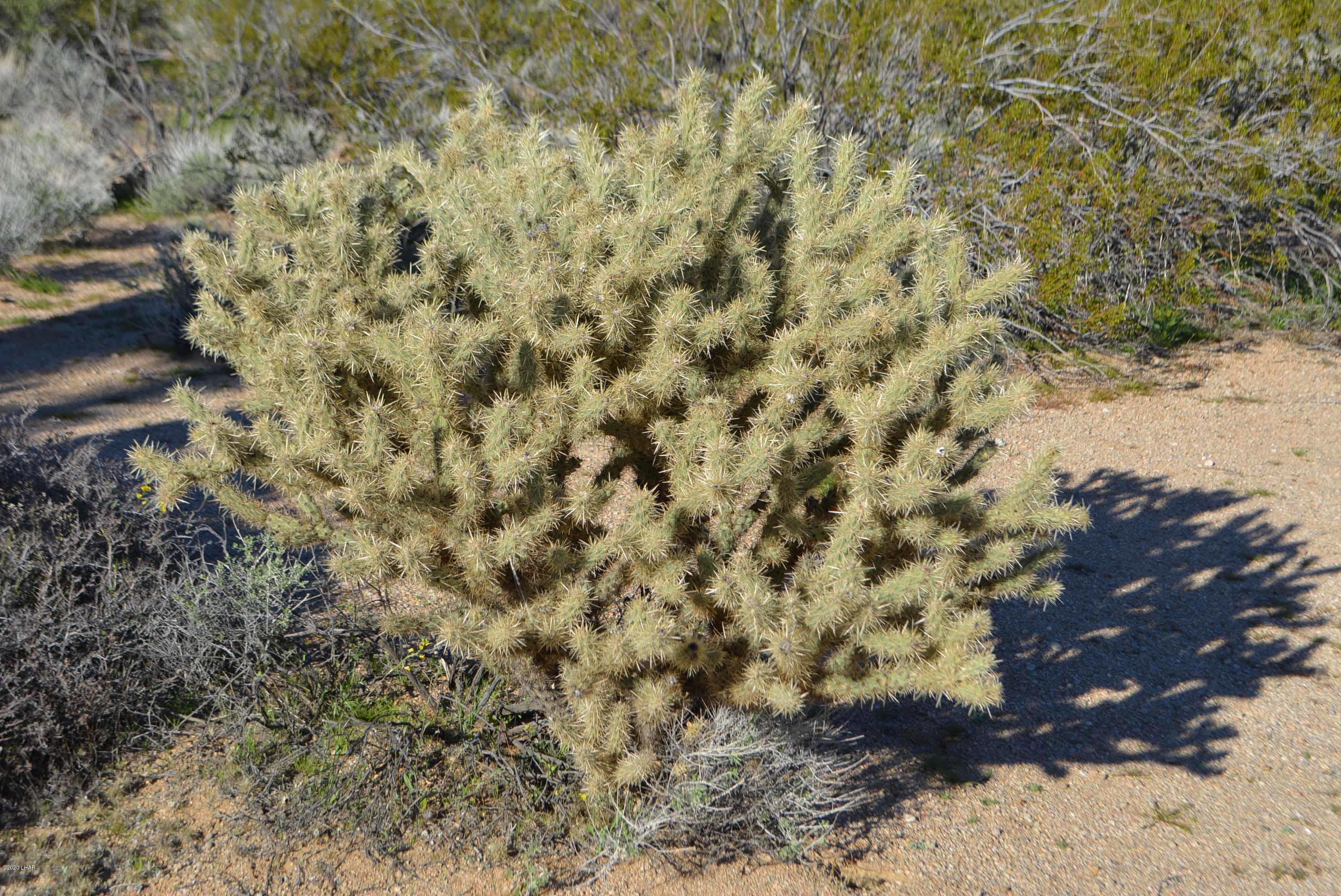 Lot 710 South Billy The Kid Road Yucca, AZ 86438 - Photo 17 of 19 DSC_0732