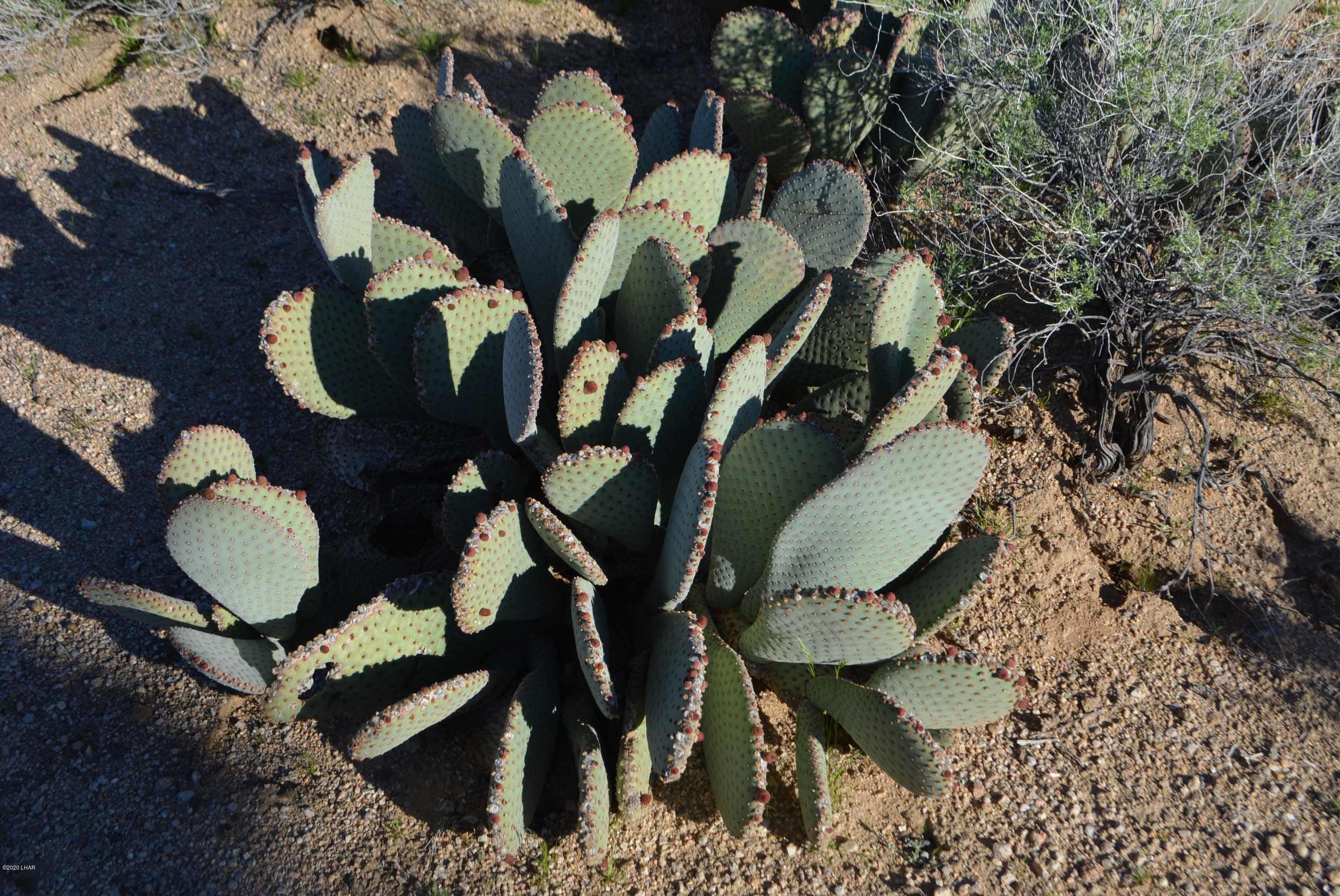 Lot 710 South Billy The Kid Road Yucca, AZ 86438 - Photo 18 of 19 DSC_0733