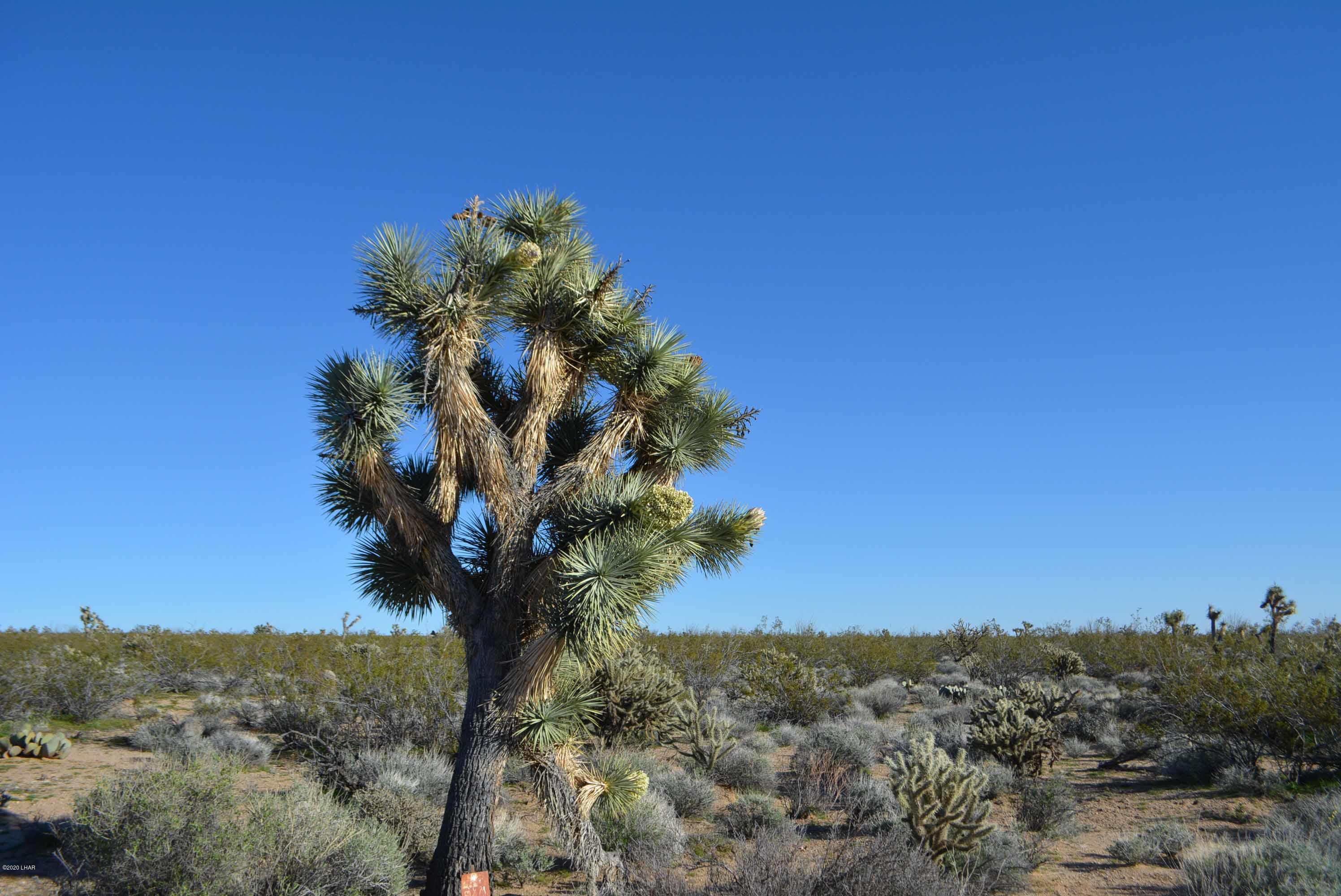 Lot 710 South Billy The Kid Road Yucca, AZ 86438 - Photo 2 of 19 DSC_0712