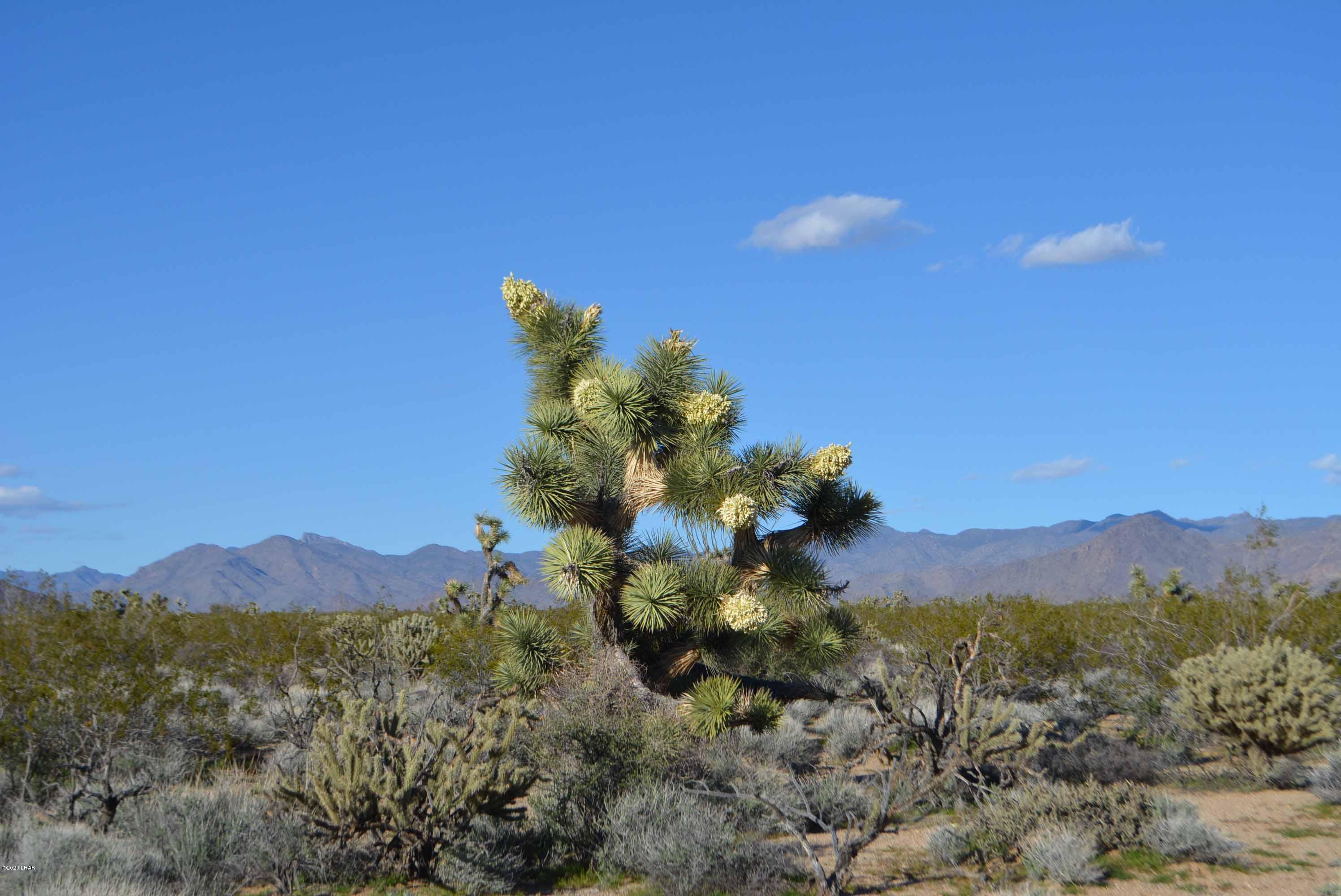 Lot 710 South Billy The Kid Road Yucca, AZ 86438 - Photo 4 of 19 DSC_0716
