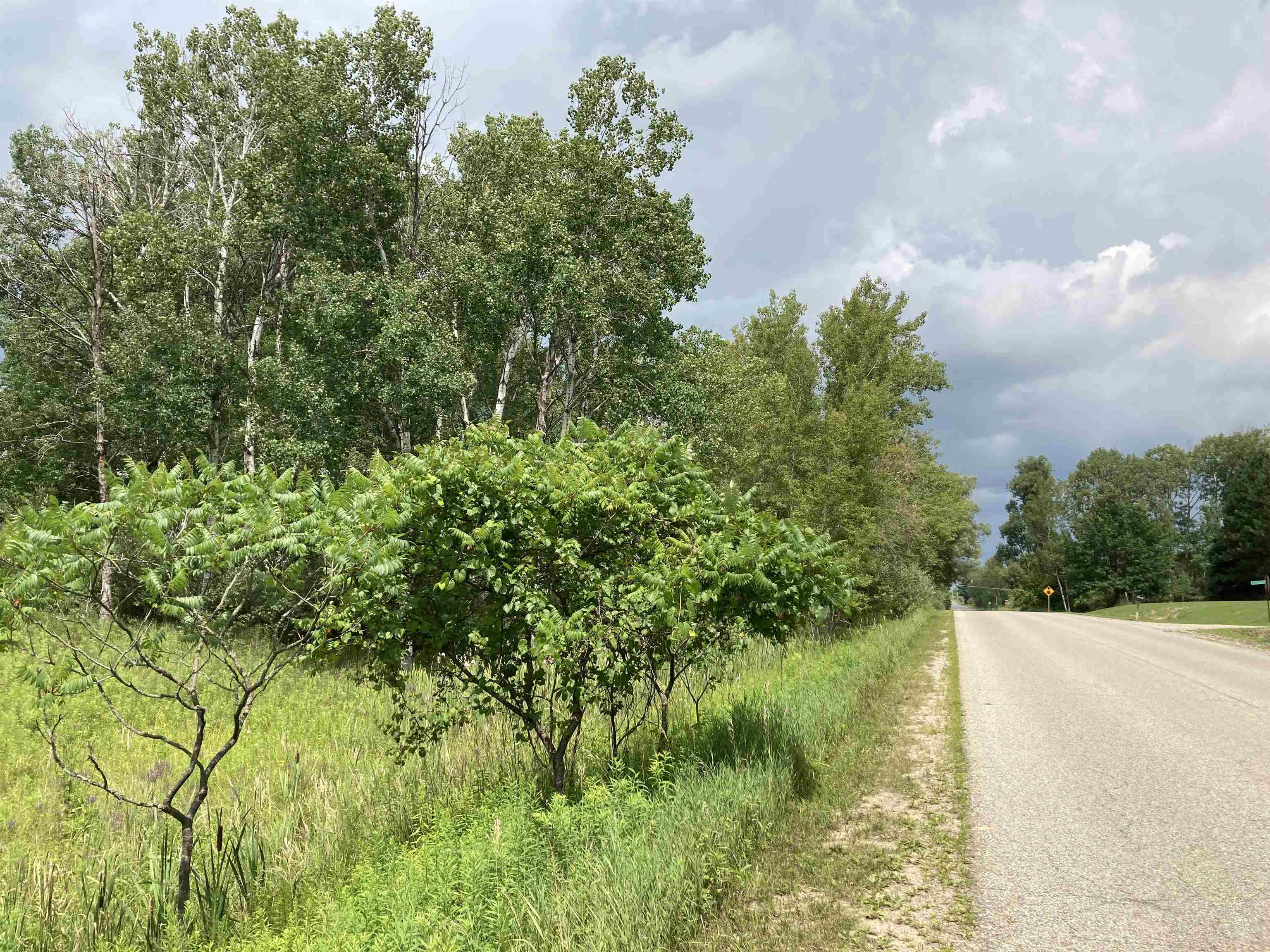 N/a Beachwood Road Rose City, MI 48654 - Photo 3 of 20 1947885-205A5B0F-B7AF-423F-8F94-61565AA26518.JPG