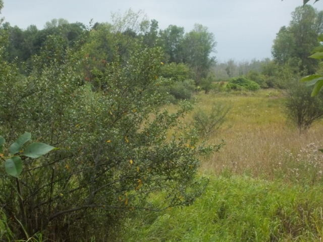 40-acres Gilbert Road Arcadia, MI 49613 - Photo 11 of 15 DSCN0179
