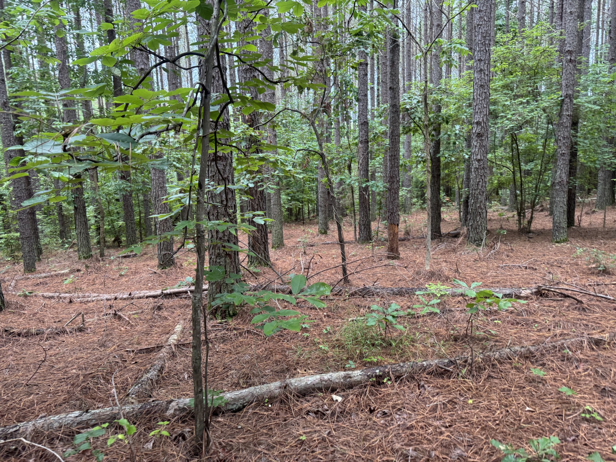 0 Johnson Hollow Road Stewart, TN 37175 - Photo 10 of 10