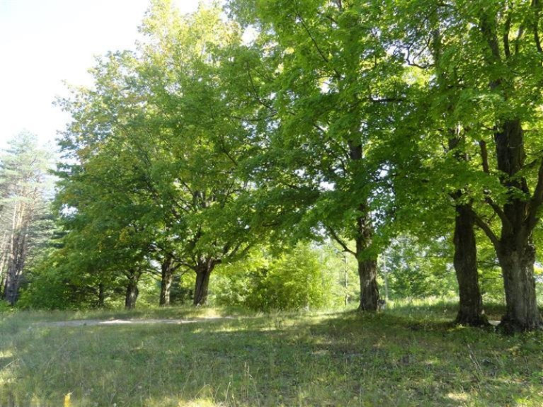 899 Lakola Road Leroy, MI 49655 - Photo 2 of 2 Additional Photo
