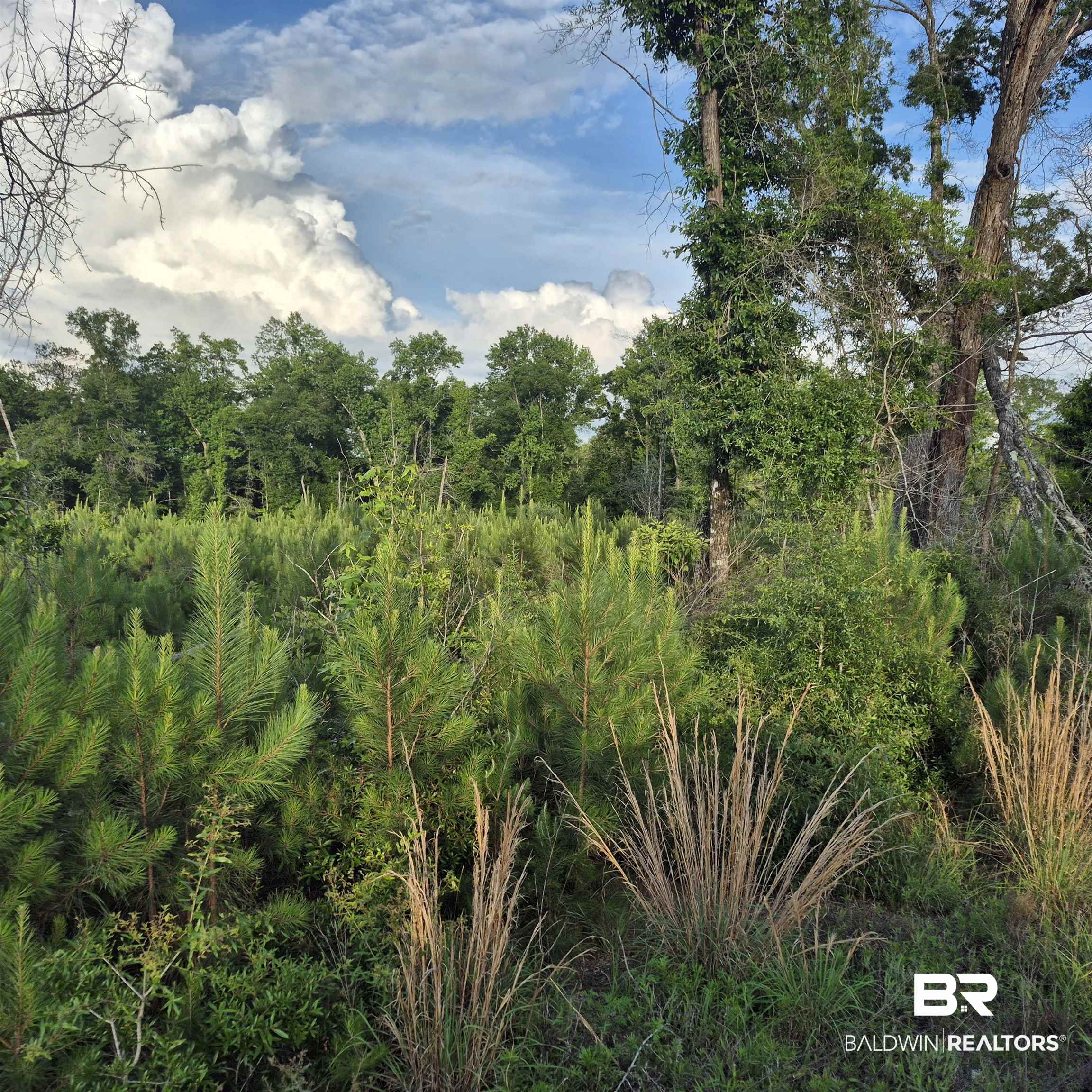 0 Brooklyn Road Evergreen, AL 36401 - Photo 9 of 15