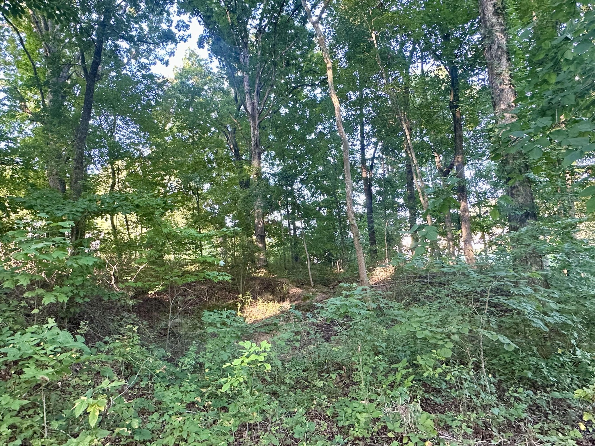 1 Reed Strickland Lane Spring City, TN 37381 - Photo 4 of 9 a view of a forest with a tree