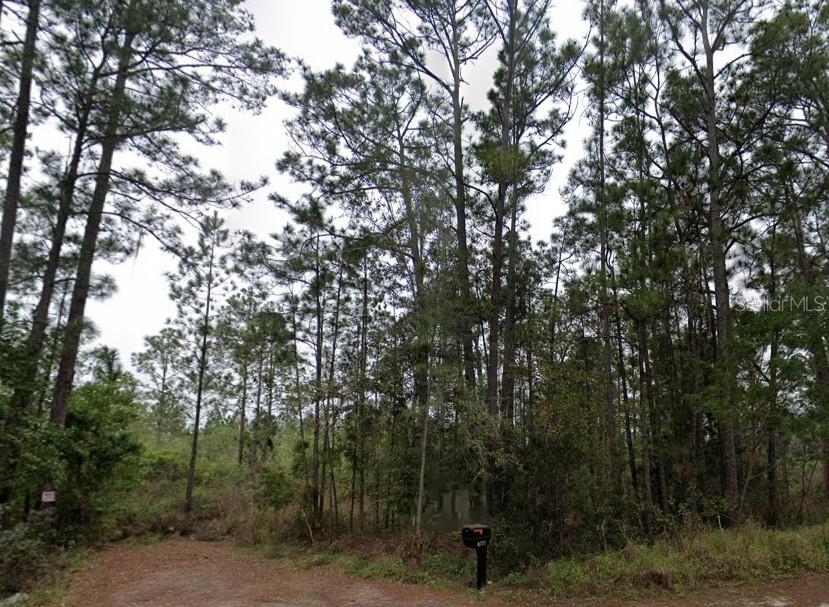 a view of a forest with trees in the background