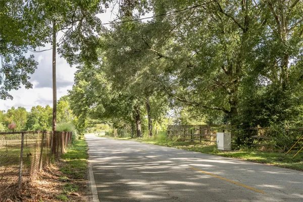 a road view with large trees