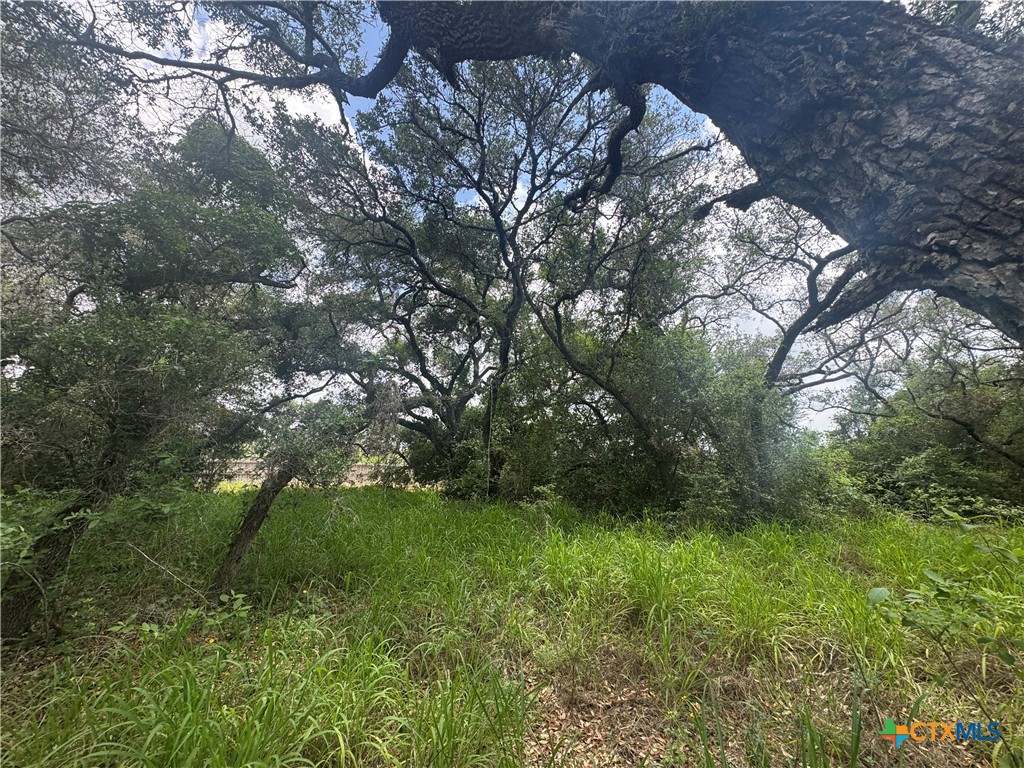 511 Richter Road Inez, TX 77968 - Photo 5 of 7 a big yard with lots of green space and deers