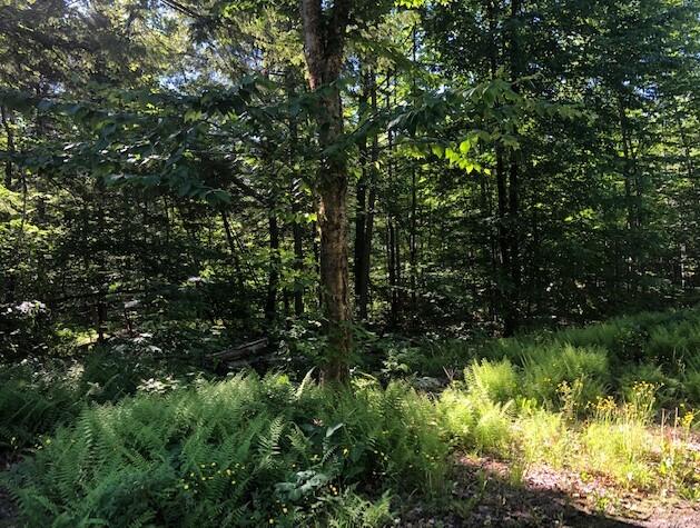 0 Flag Cove Road Dover-Foxcroft, ME 04426 - Photo 2 of 3 Baker Lot w e.45 cres