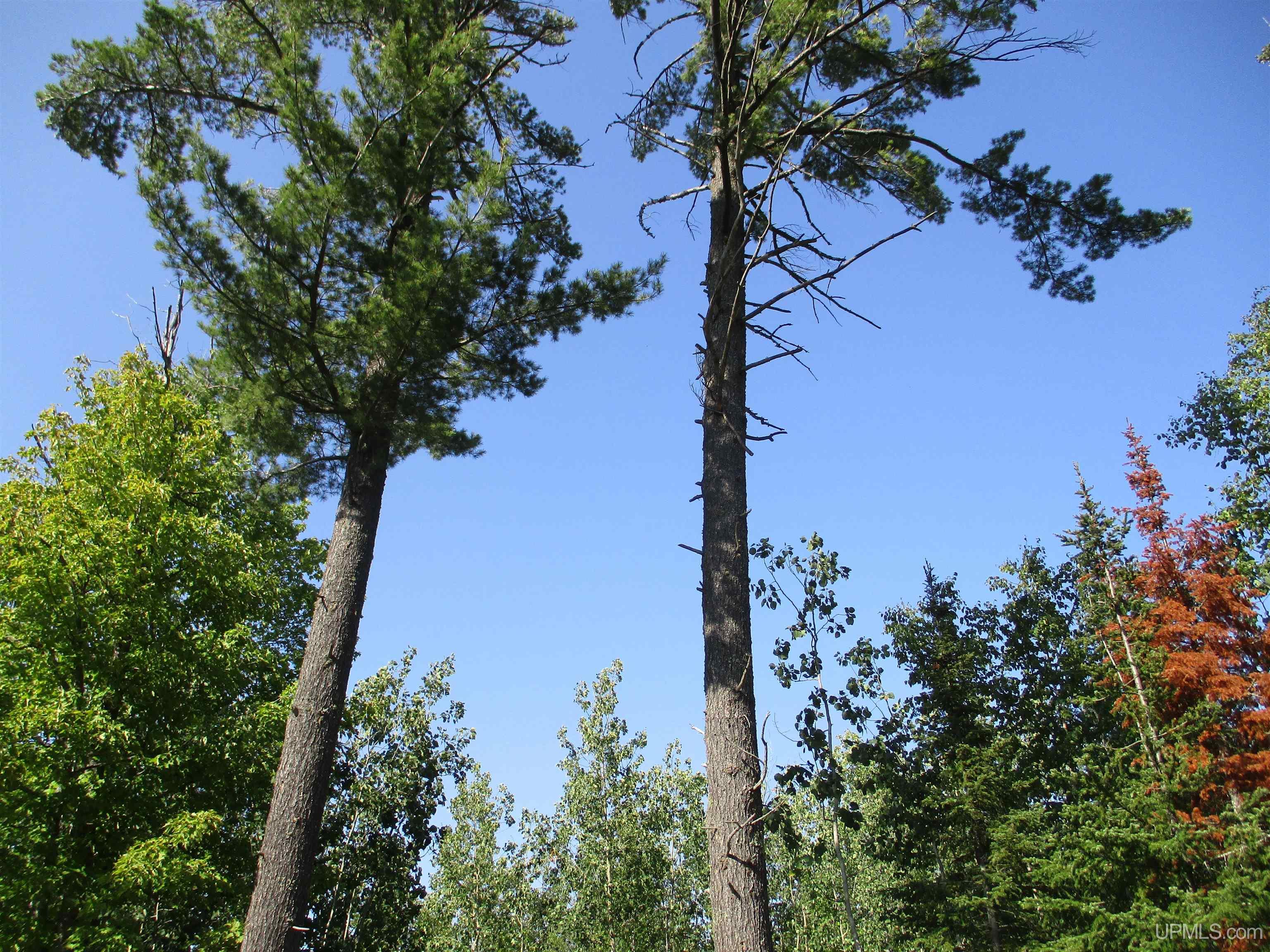 4 D Bailey Shores Road Mohawk, MI 49950 - Photo 1 of 5