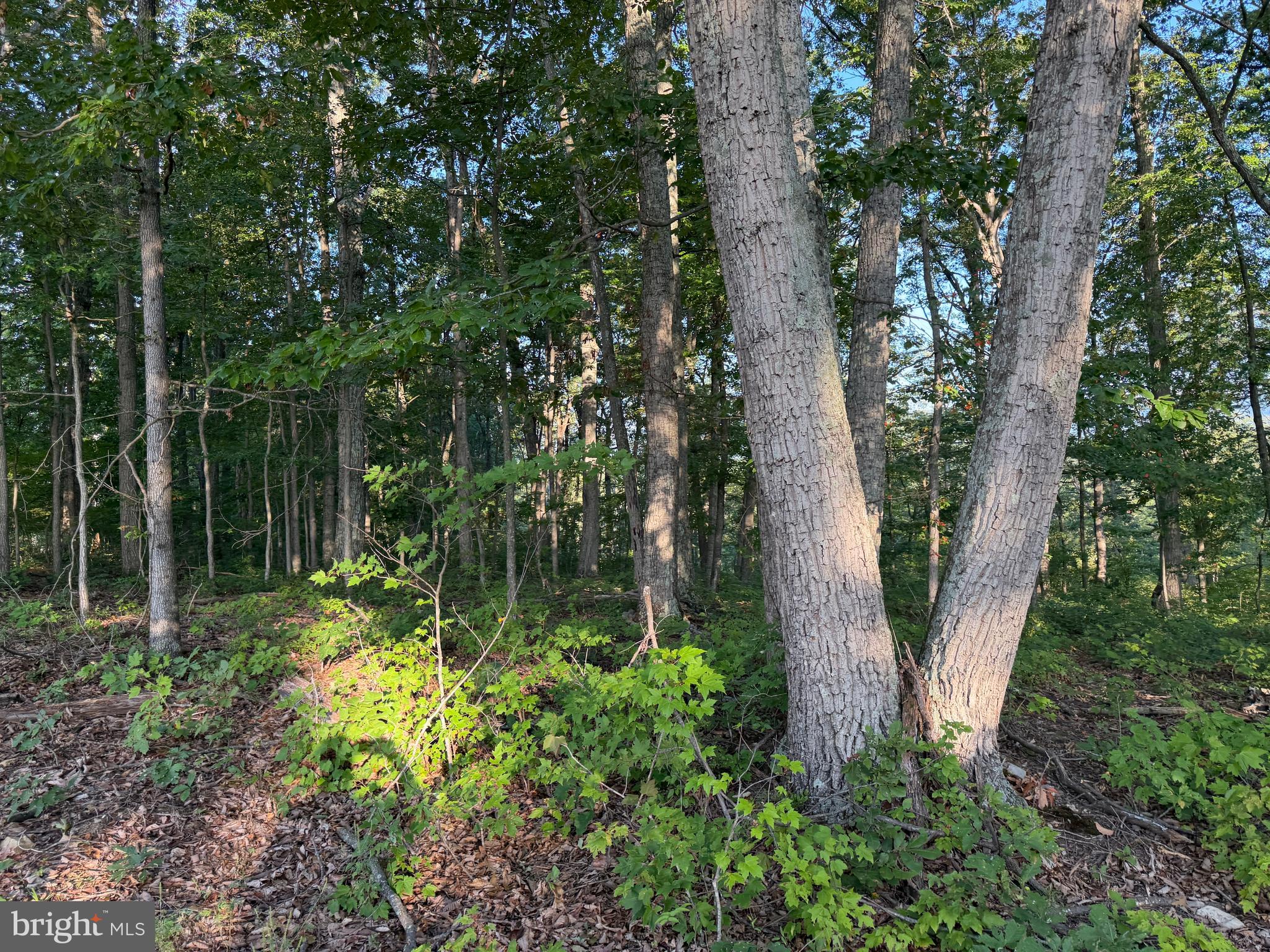 2 158.43 /- Acres Laurel Grove Road Winchester, VA 22602 - Photo 19 of 37 Gallery Image 19