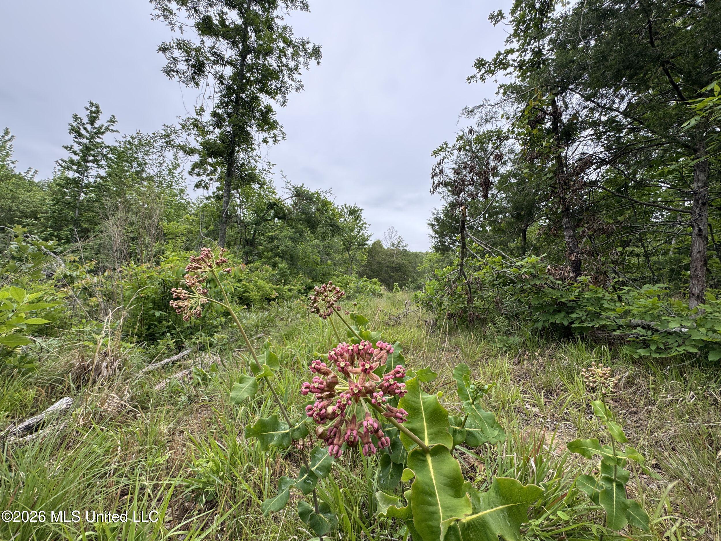 Wayne Massie Road Como, MS 38619 - Photo 87 of 184 5cdtbs16