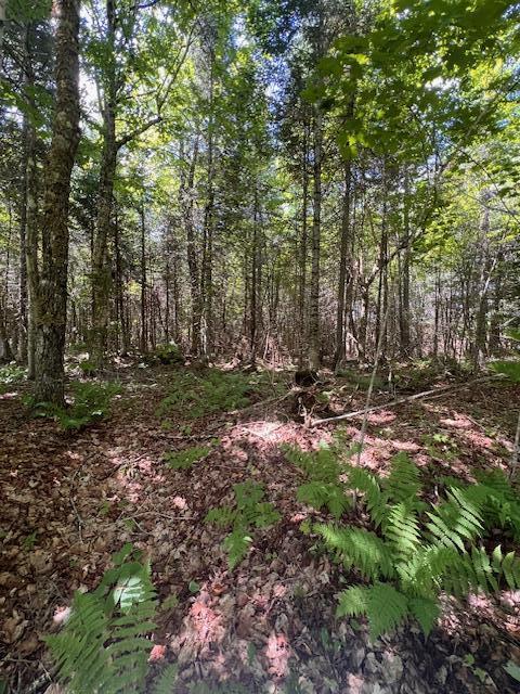 Lot 35 Woodland Ridge Road Danforth, ME 04424 - Photo 12 of 17 IMG_6555
