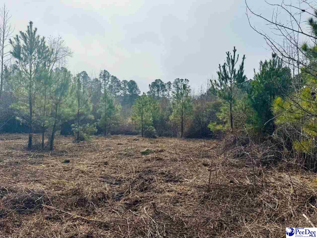 Aaron Temple Church Road Bennettsville, SC 29512 - Photo 4 of 10 Gallery Image 4