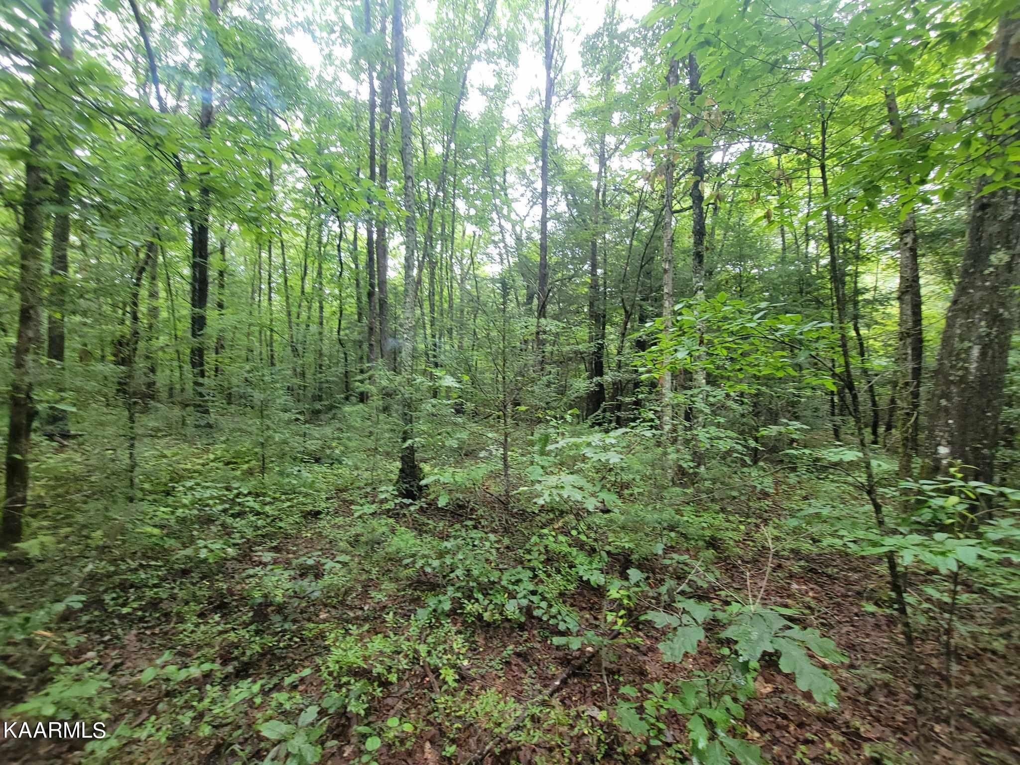 0 40 Model Farm Road Jamestown, TN 38556 - Photo 24 of 59