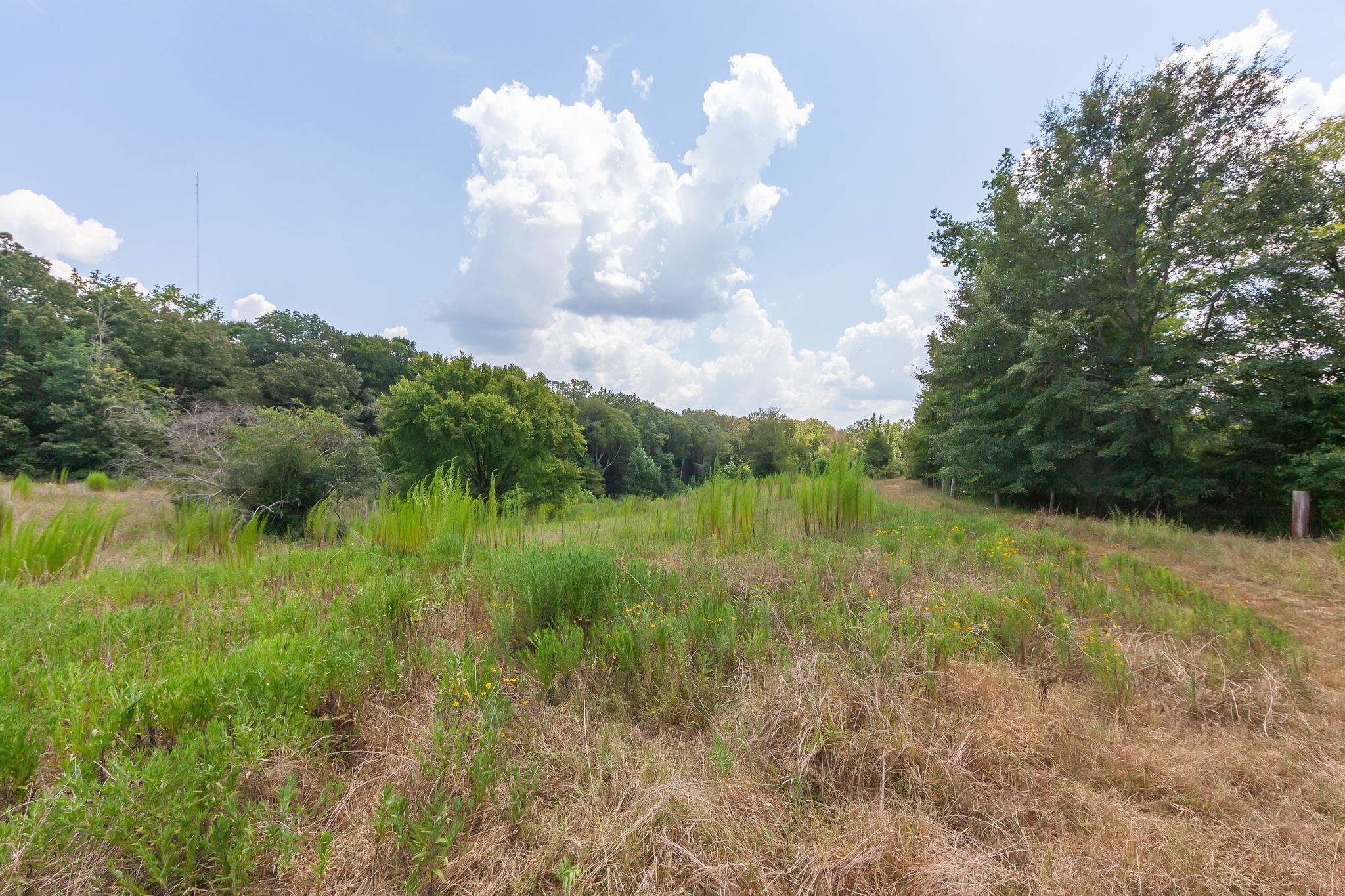 890 Fitts-Ross Road Bolivar, TN 38008 - Photo 51 of 53 a view of a lake with a yard
