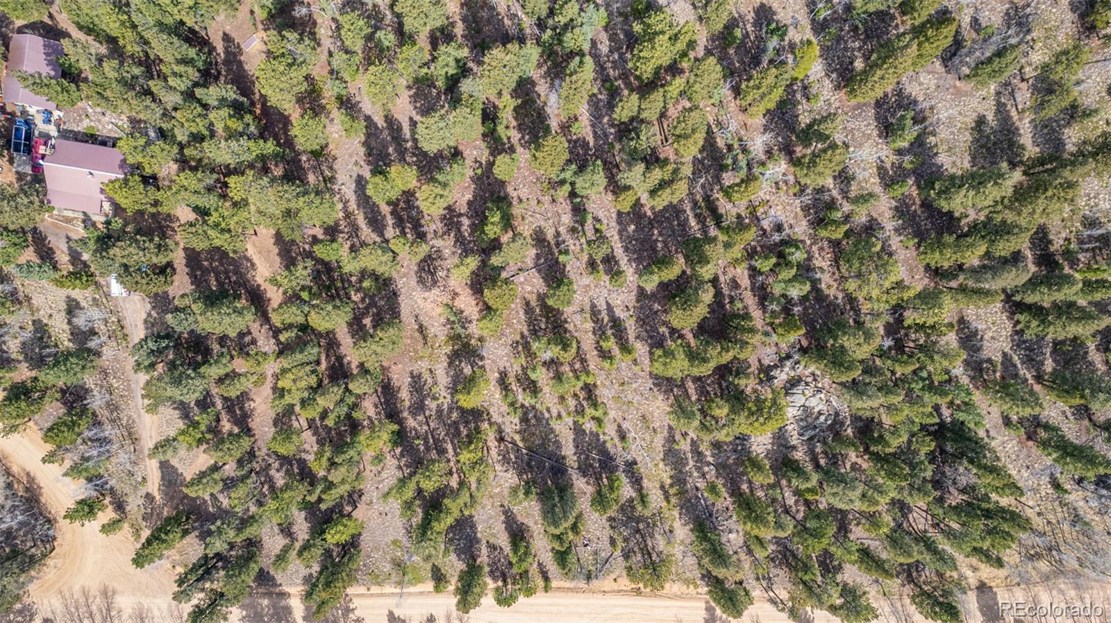 449 Forest Drive Bailey, CO 80421 - Photo 15 of 49 a view of a yard