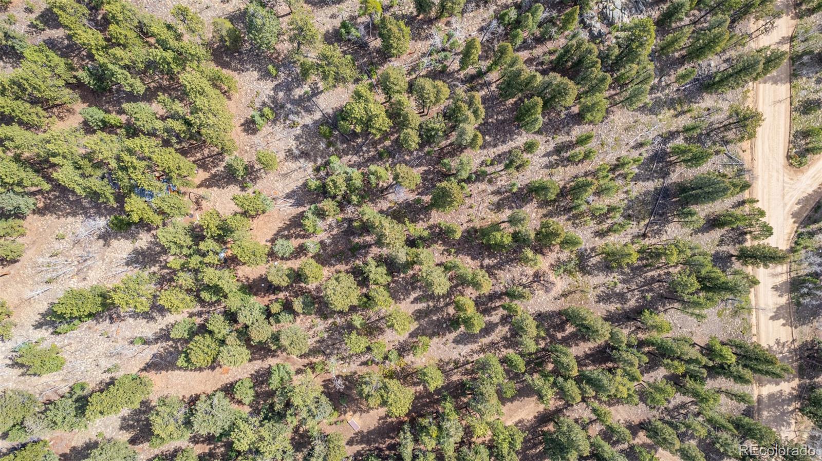 449 Forest Drive Bailey, CO 80421 - Photo 16 of 49 a view of a tree