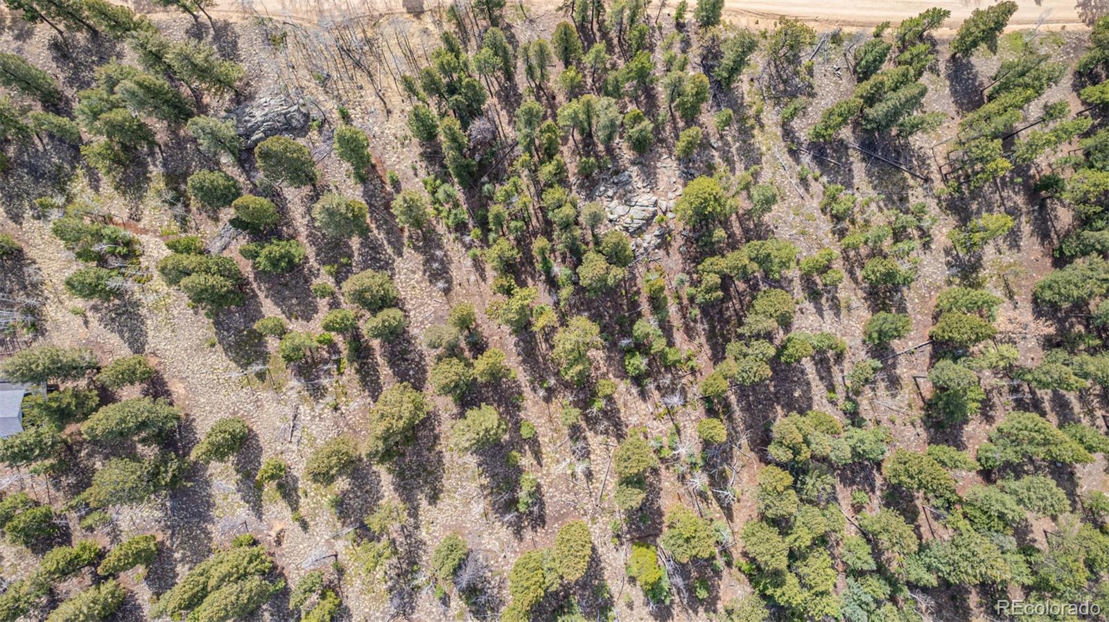 449 Forest Drive Bailey, CO 80421 - Photo 17 of 49 a view of a yard