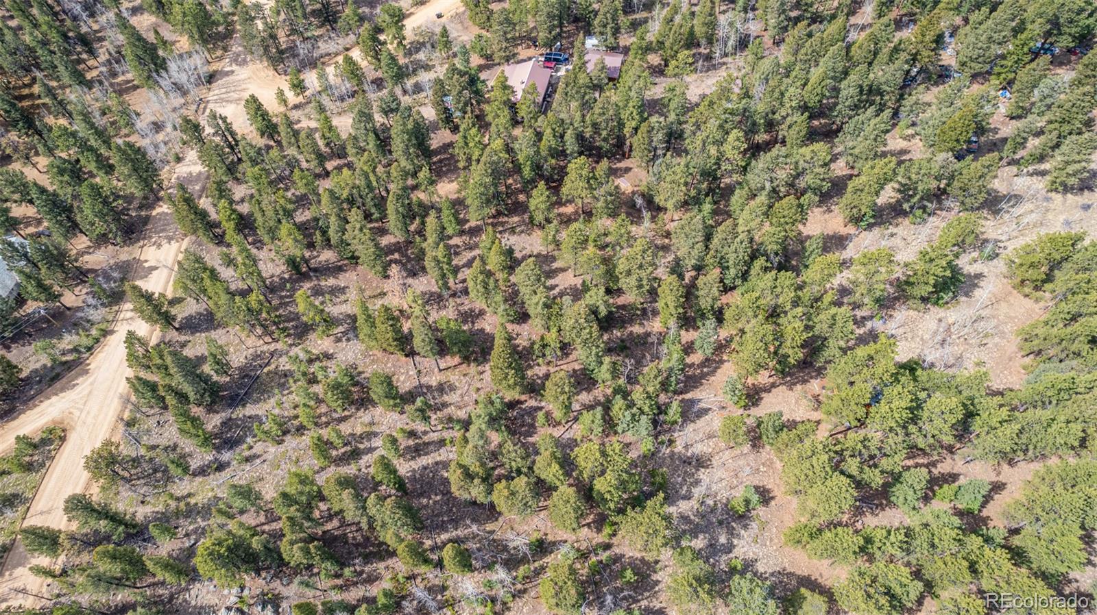 449 Forest Drive Bailey, CO 80421 - Photo 19 of 49 a view of a tree