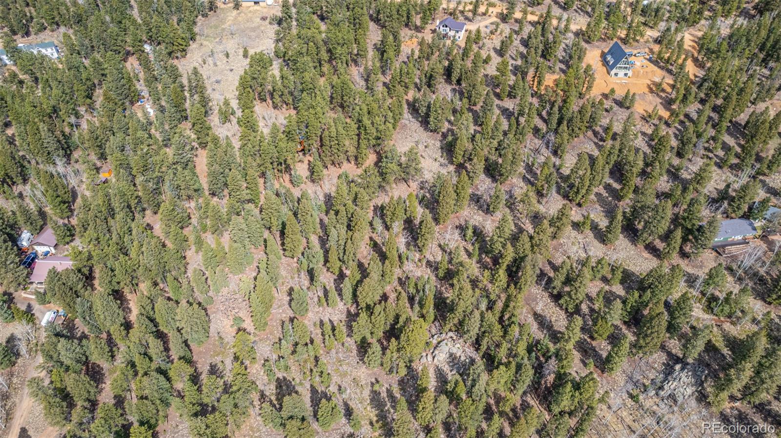 449 Forest Drive Bailey, CO 80421 - Photo 20 of 49 a close up of a plant