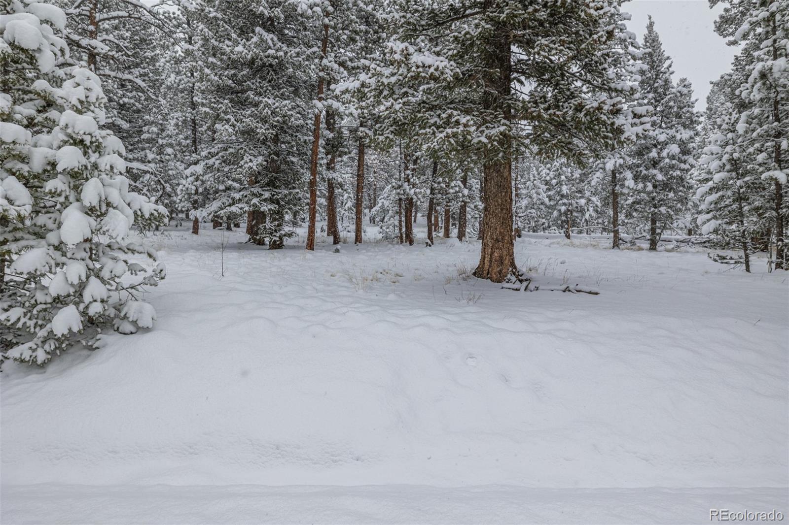449 Forest Drive Bailey, CO 80421 - Photo 28 of 49 a view of outdoor space with trees