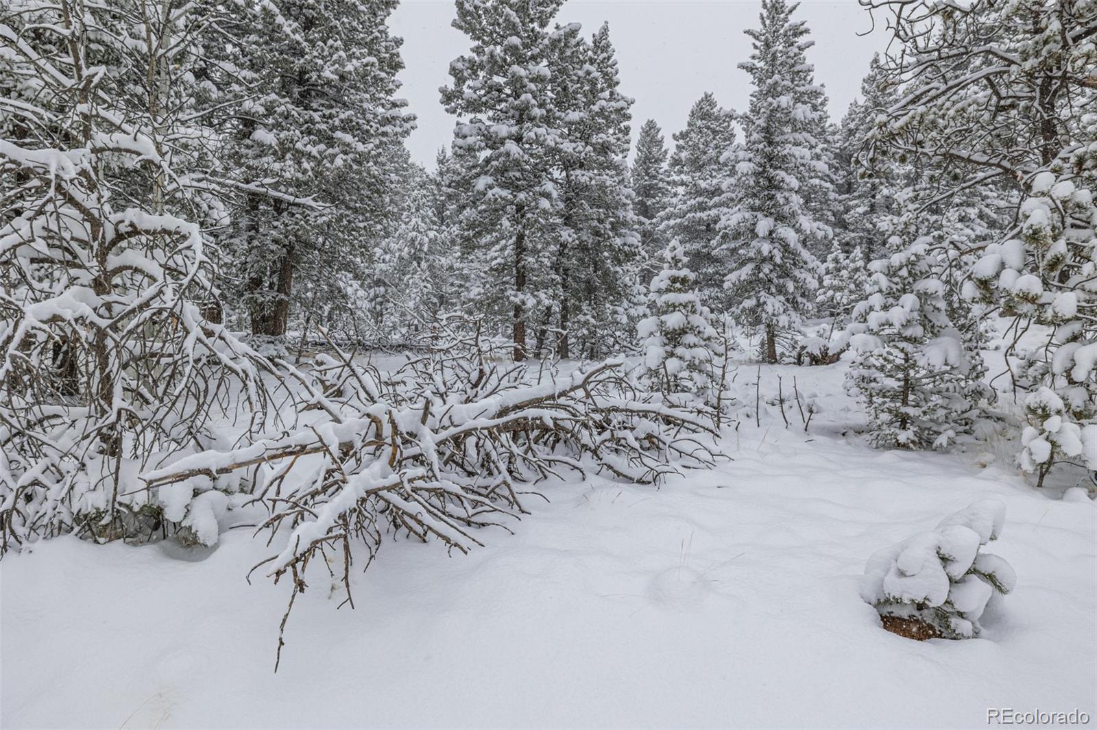 449 Forest Drive Bailey, CO 80421 - Photo 30 of 49 a view of swimming pool with a yard