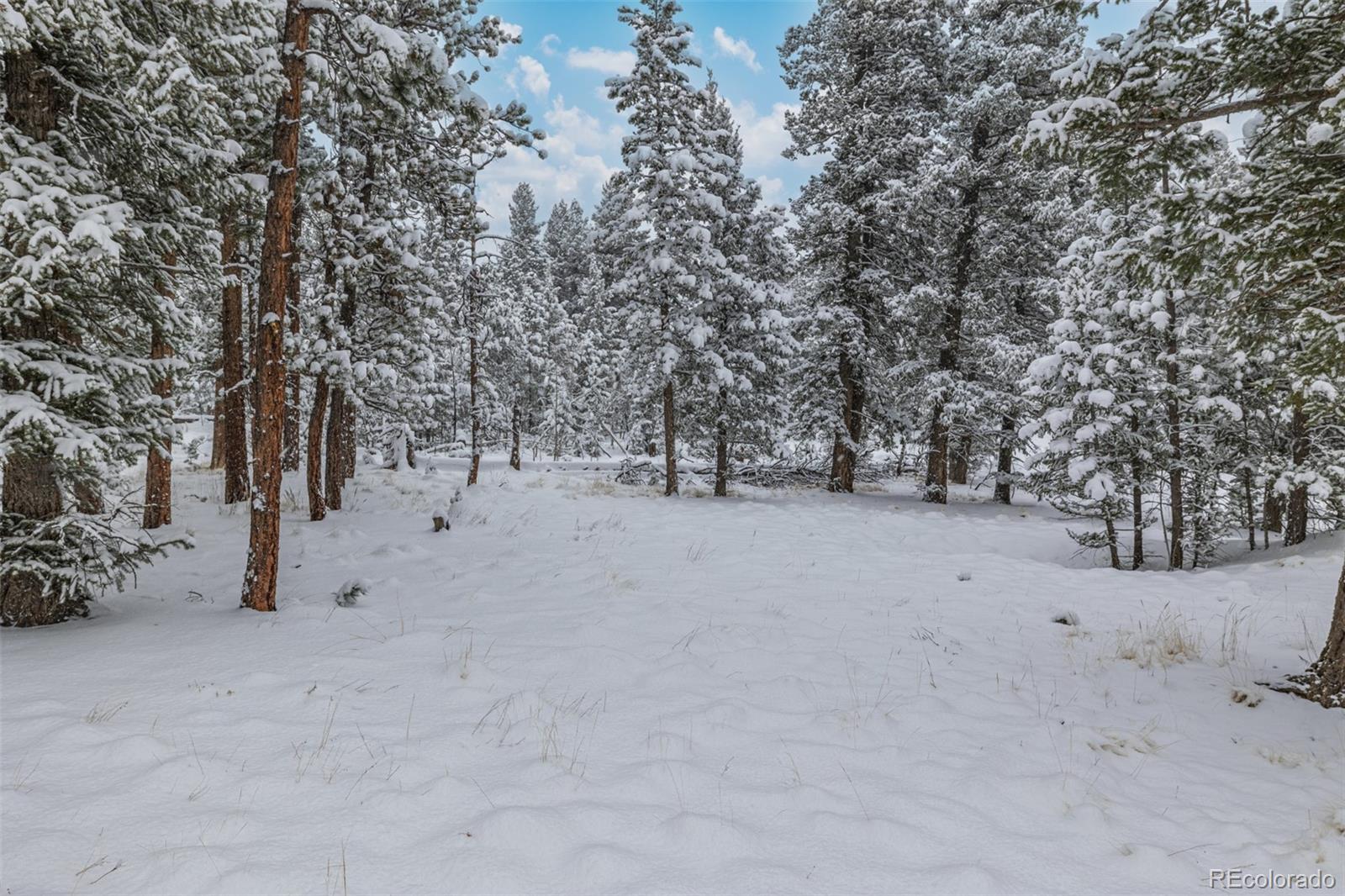449 Forest Drive Bailey, CO 80421 - Photo 31 of 49 a view of empty space with trees
