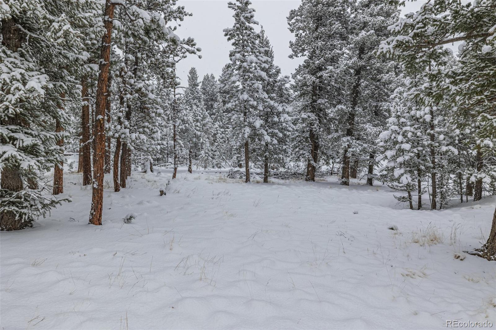 449 Forest Drive Bailey, CO 80421 - Photo 32 of 49 a view of open space with trees
