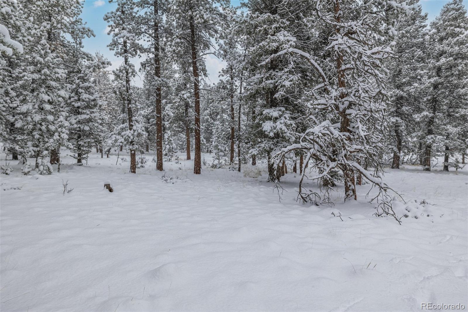 449 Forest Drive Bailey, CO 80421 - Photo 33 of 49 a view of open space with trees