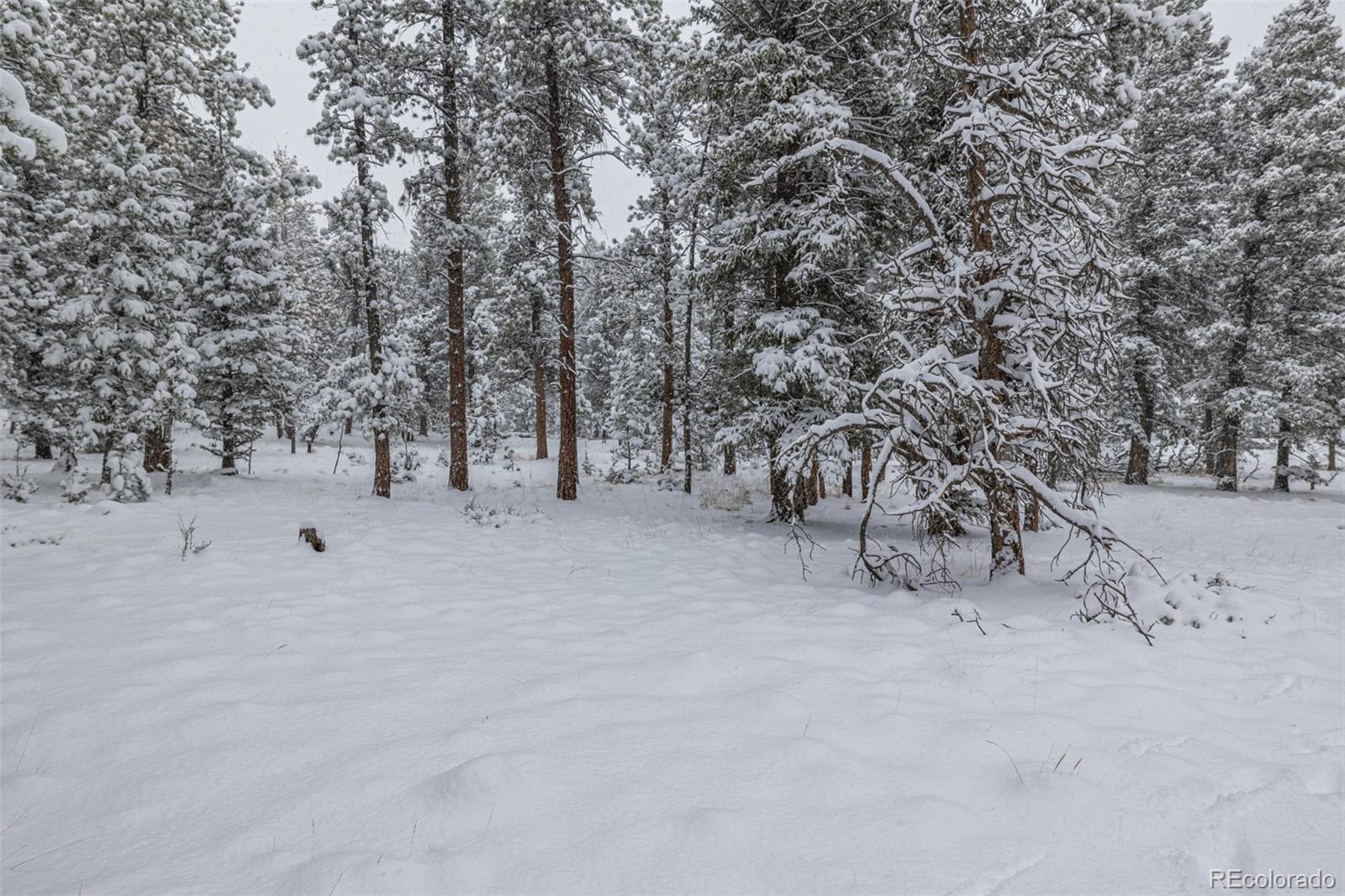 449 Forest Drive Bailey, CO 80421 - Photo 34 of 49 a view of open space with trees