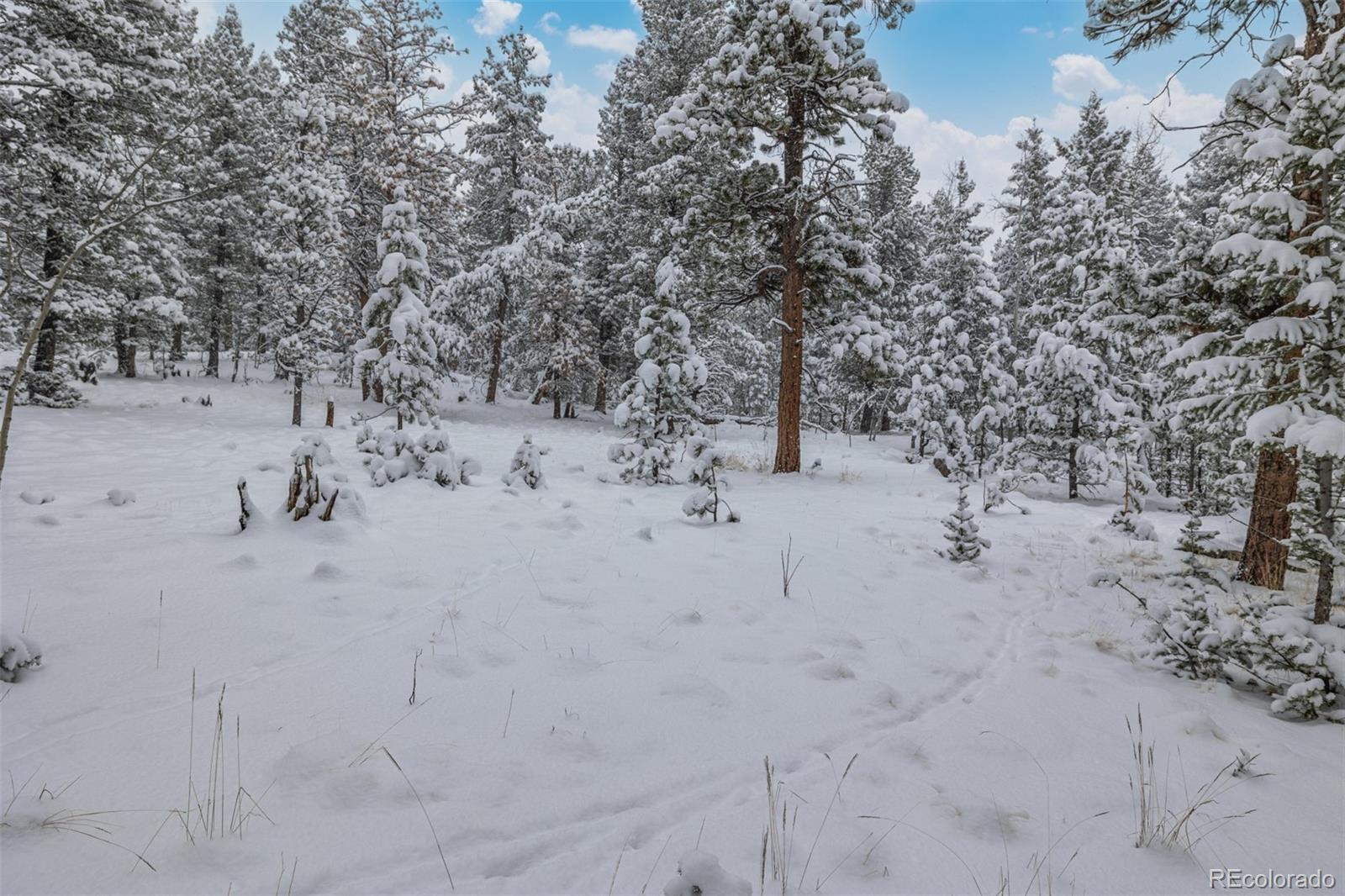 449 Forest Drive Bailey, CO 80421 - Photo 35 of 49 a view of a beach with a tree