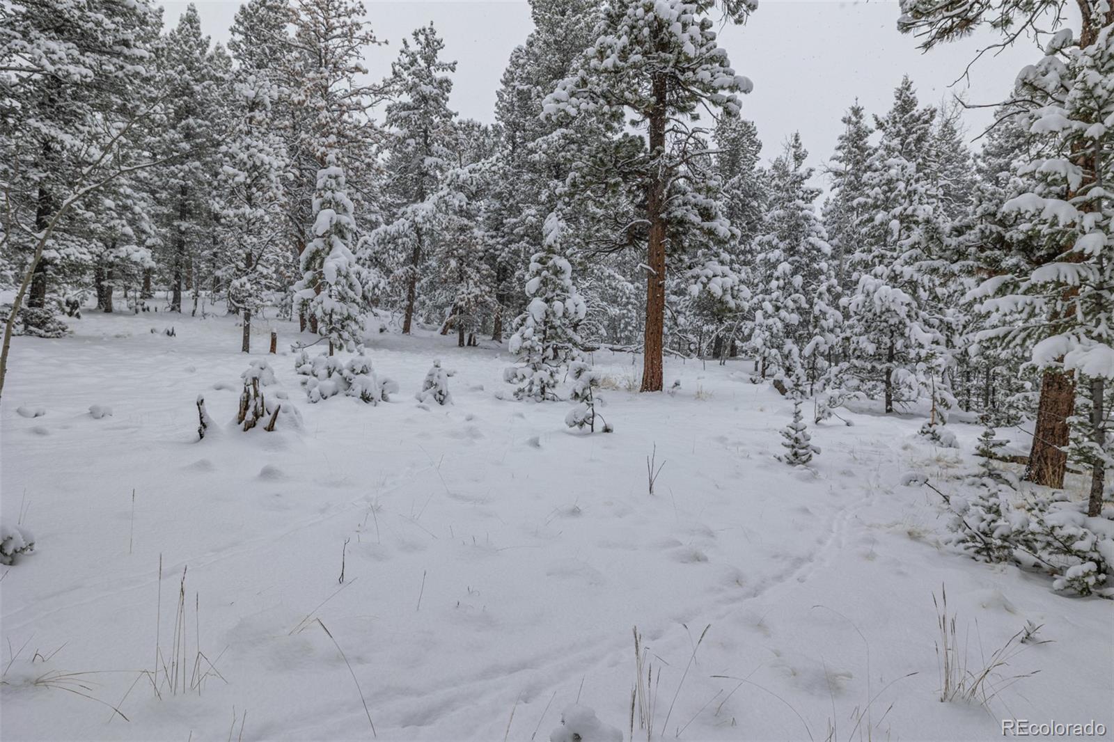 449 Forest Drive Bailey, CO 80421 - Photo 36 of 49 a view of a beach with a tree