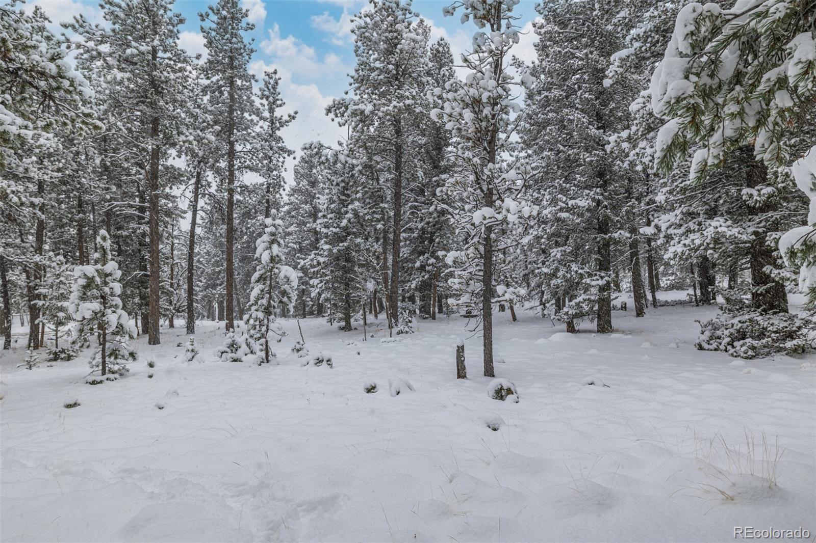 449 Forest Drive Bailey, CO 80421 - Photo 37 of 49 a view of a forest with trees in the background