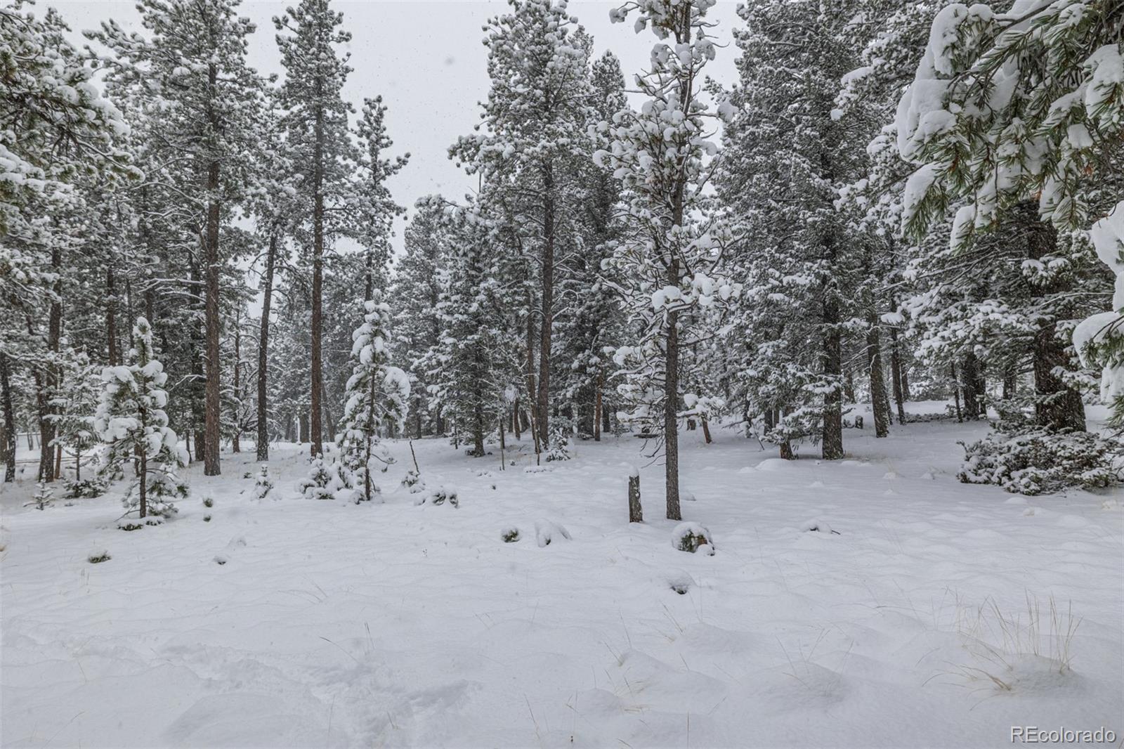 449 Forest Drive Bailey, CO 80421 - Photo 38 of 49 a view of a forest with trees in the background