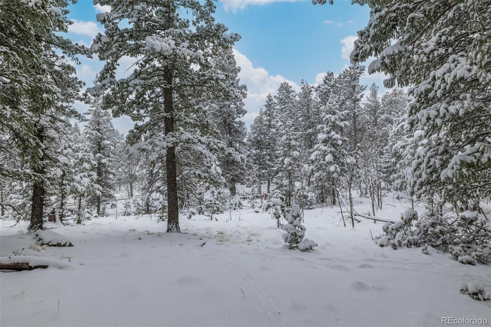 449 Forest Drive Bailey, CO 80421 - Photo 39 of 49 a view of road and trees