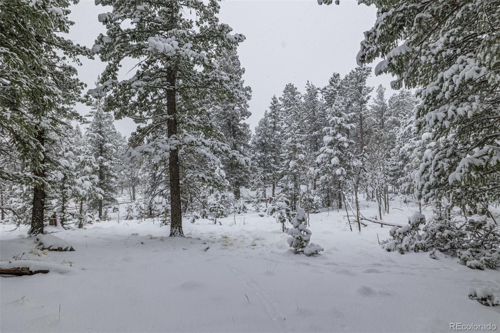 449 Forest Drive Bailey, CO 80421 - Photo 40 of 49 a view of road and trees