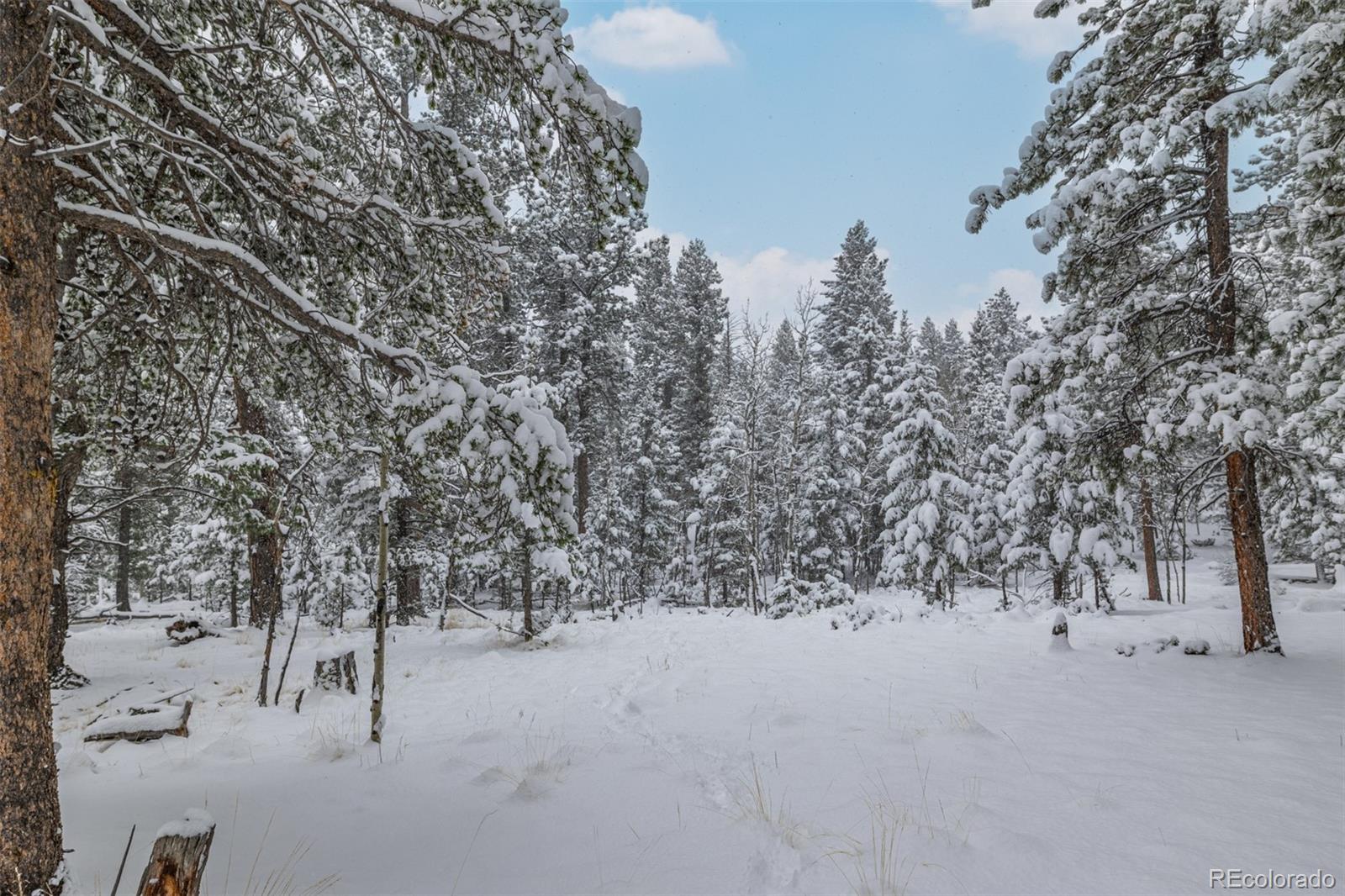 449 Forest Drive Bailey, CO 80421 - Photo 43 of 49 a view of outdoor space and trees