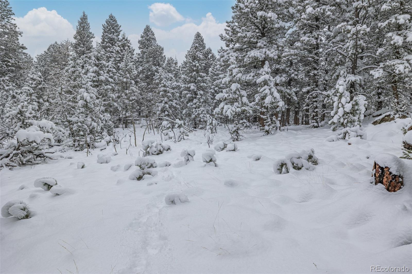 449 Forest Drive Bailey, CO 80421 - Photo 45 of 49 a view of a dry field with trees in the background
