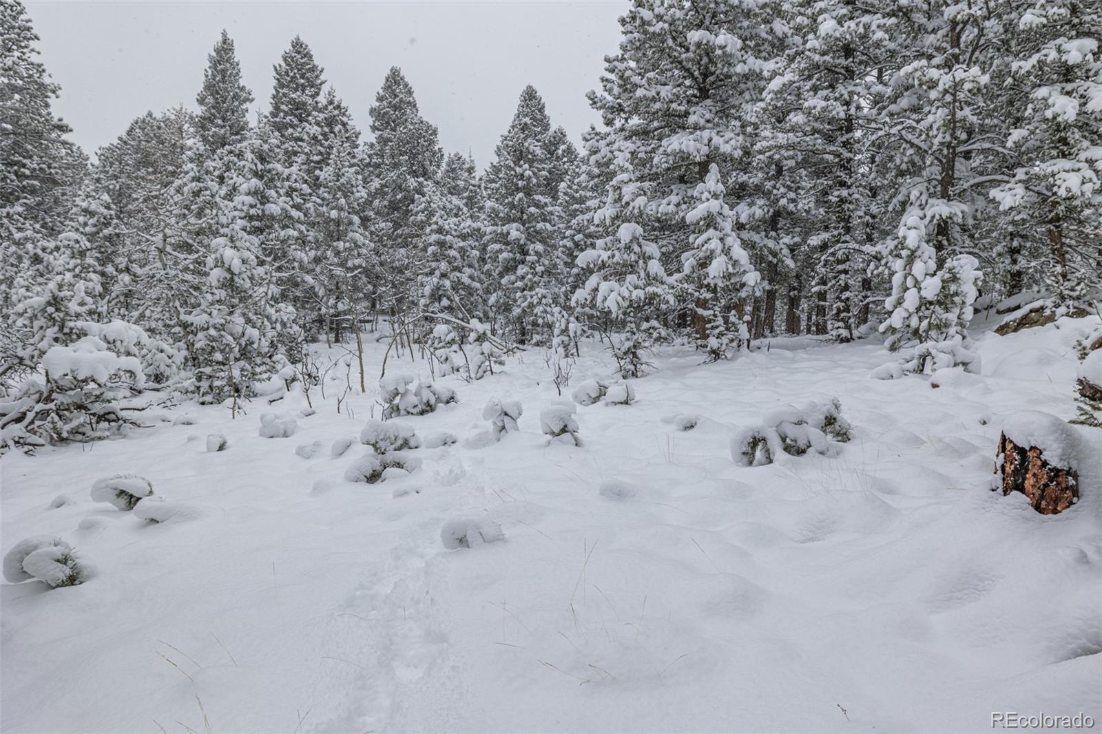 449 Forest Drive Bailey, CO 80421 - Photo 46 of 49 a view of a covered with snow in the yard