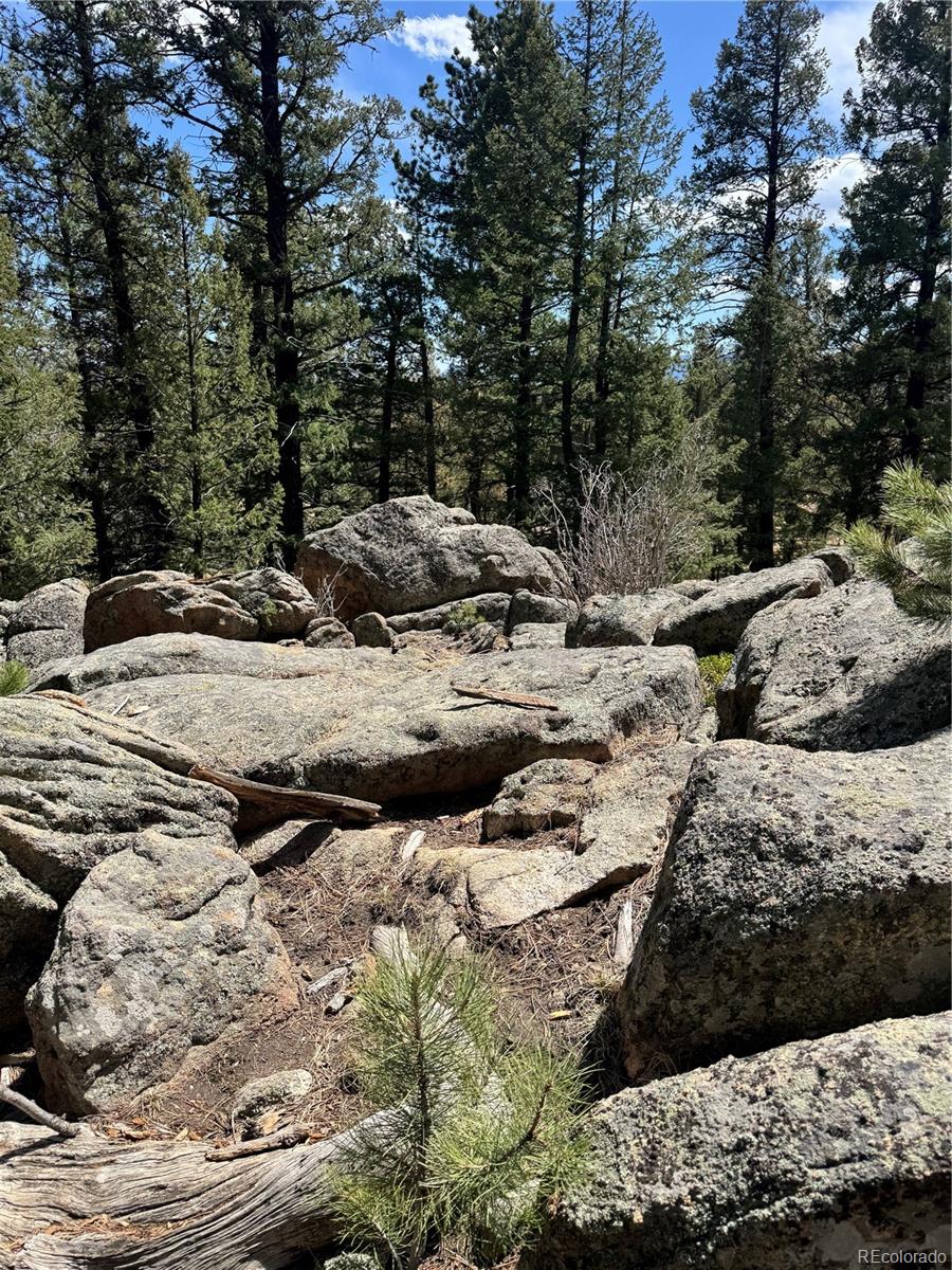 449 Forest Drive Bailey, CO 80421 - Photo 49 of 49 a view of a tree with a yard