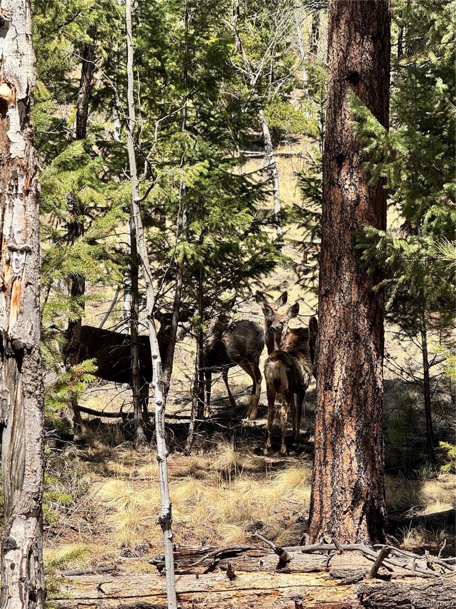 449 Forest Drive Bailey, CO 80421 - Photo 8 of 49 a view of outdoor space